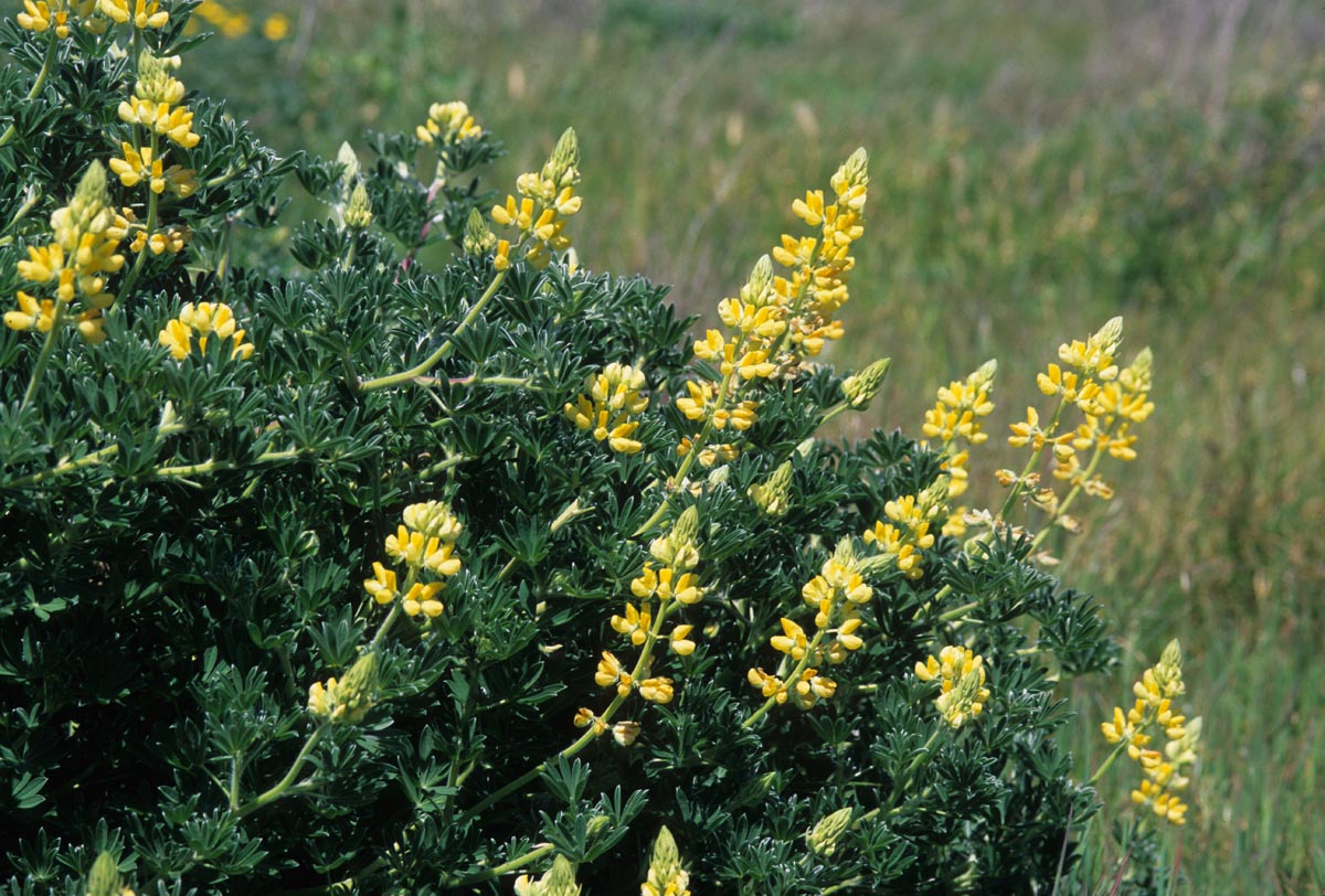 Fabaceae Lupinus arboreus