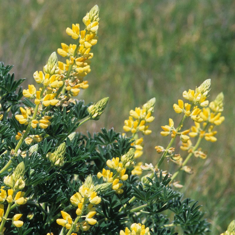 Fabaceae Lupinus arboreus