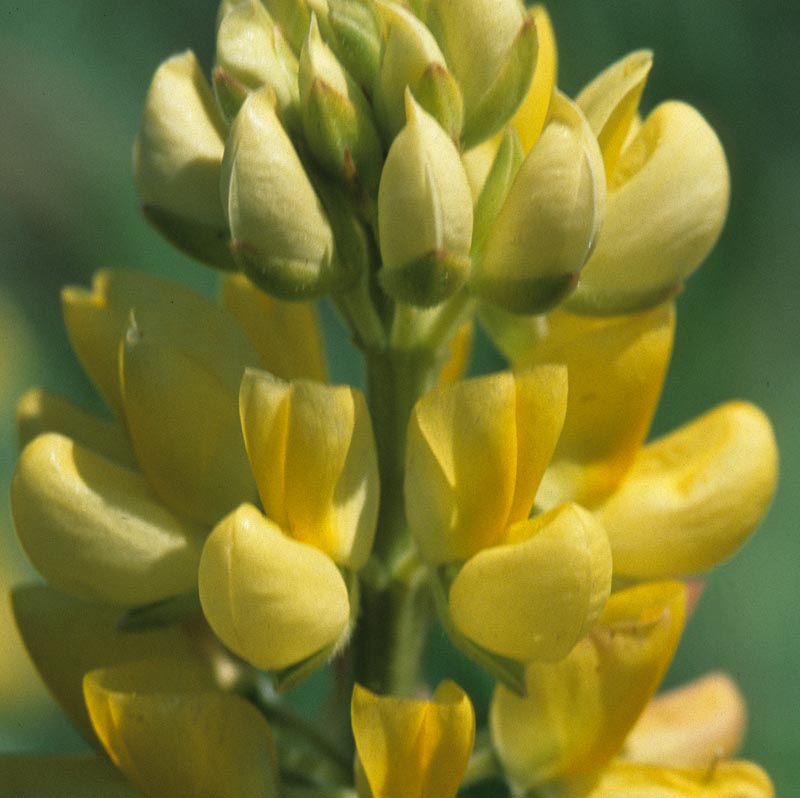 Fabaceae Lupinus arboreus