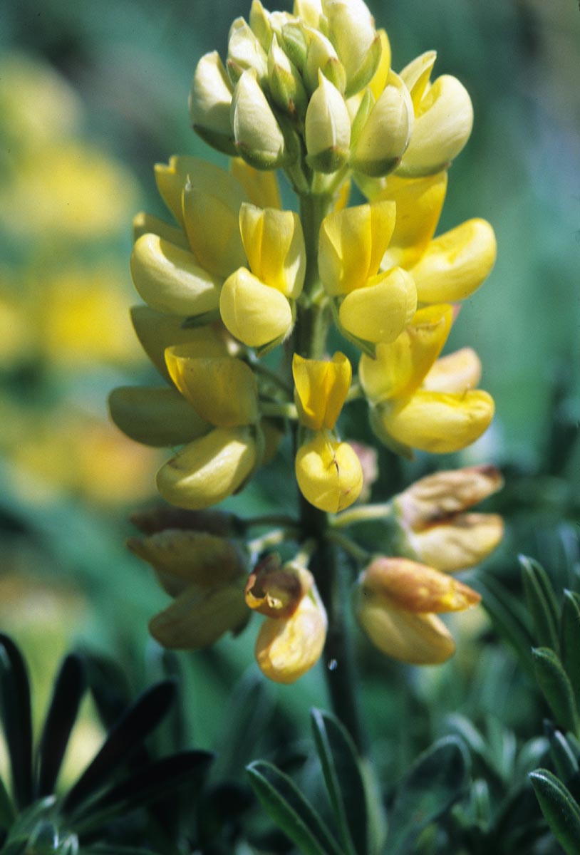 Fabaceae Lupinus arboreus