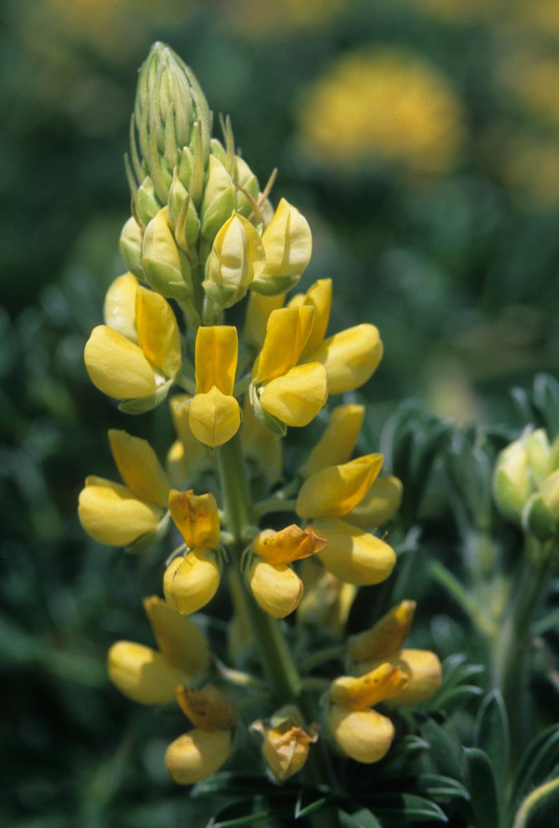 Fabaceae Lupinus arboreus