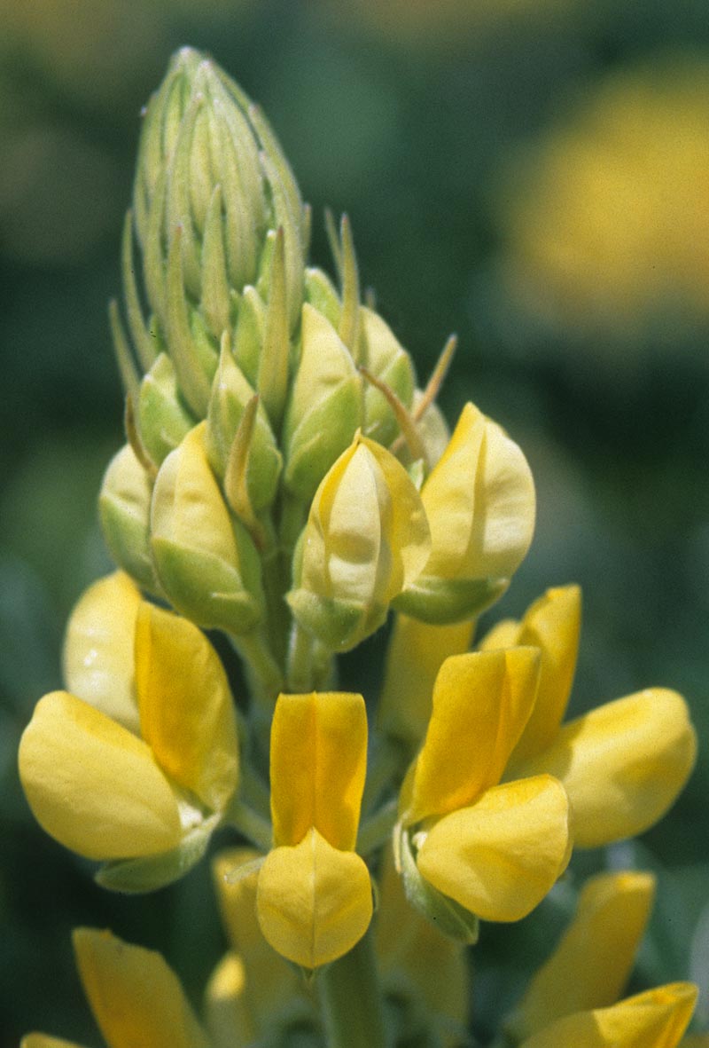 Fabaceae Lupinus arboreus