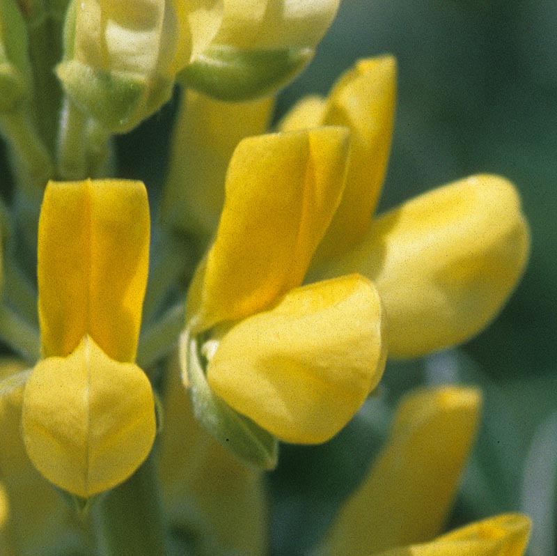 Fabaceae Lupinus arboreus