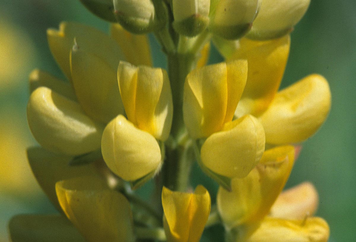 Fabaceae Lupinus arboreus