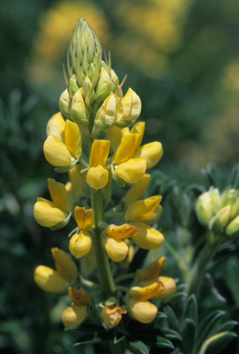 Fabaceae Lupinus arboreus