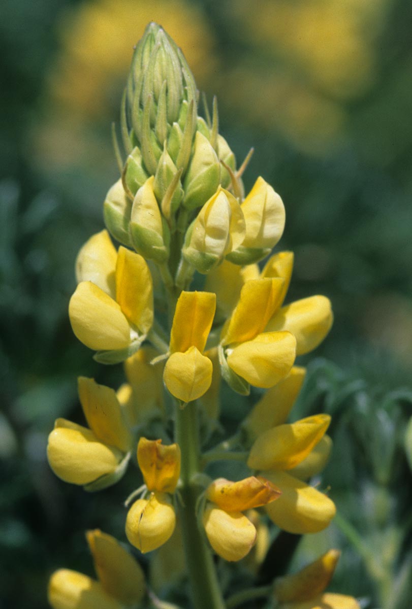 Fabaceae Lupinus arboreus