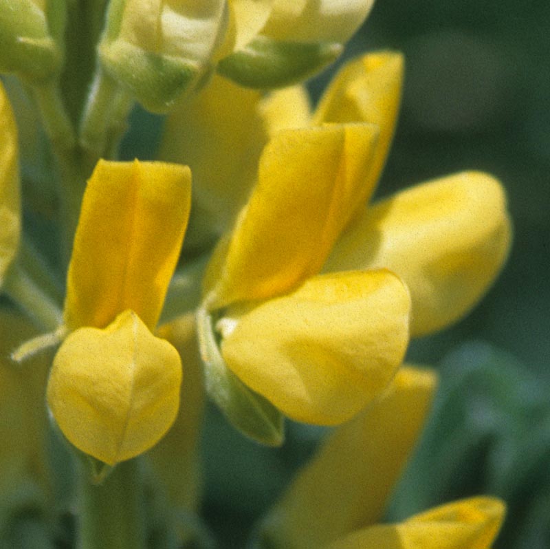 Fabaceae Lupinus arboreus