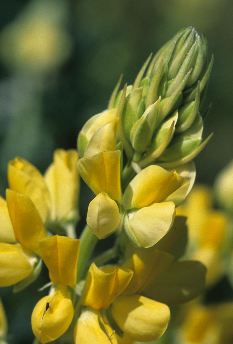 Fabaceae Lupinus arboreus