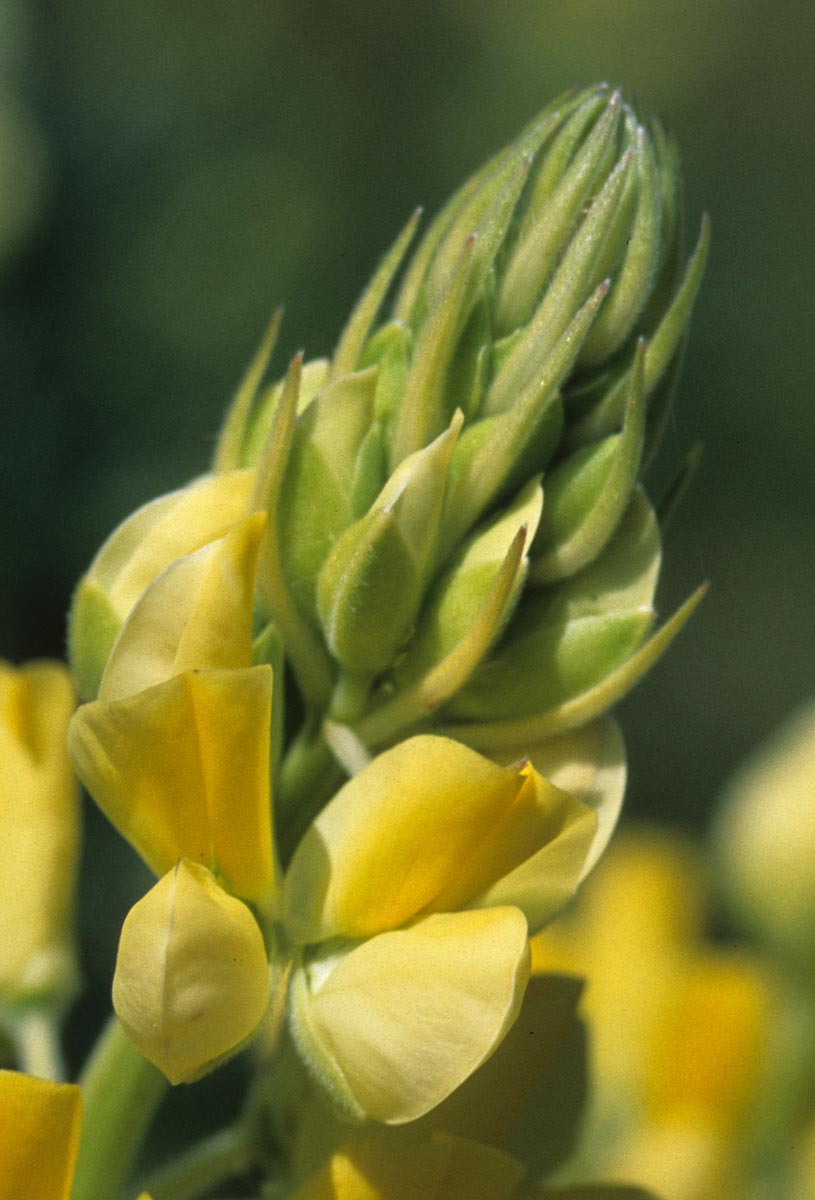 Fabaceae Lupinus arboreus