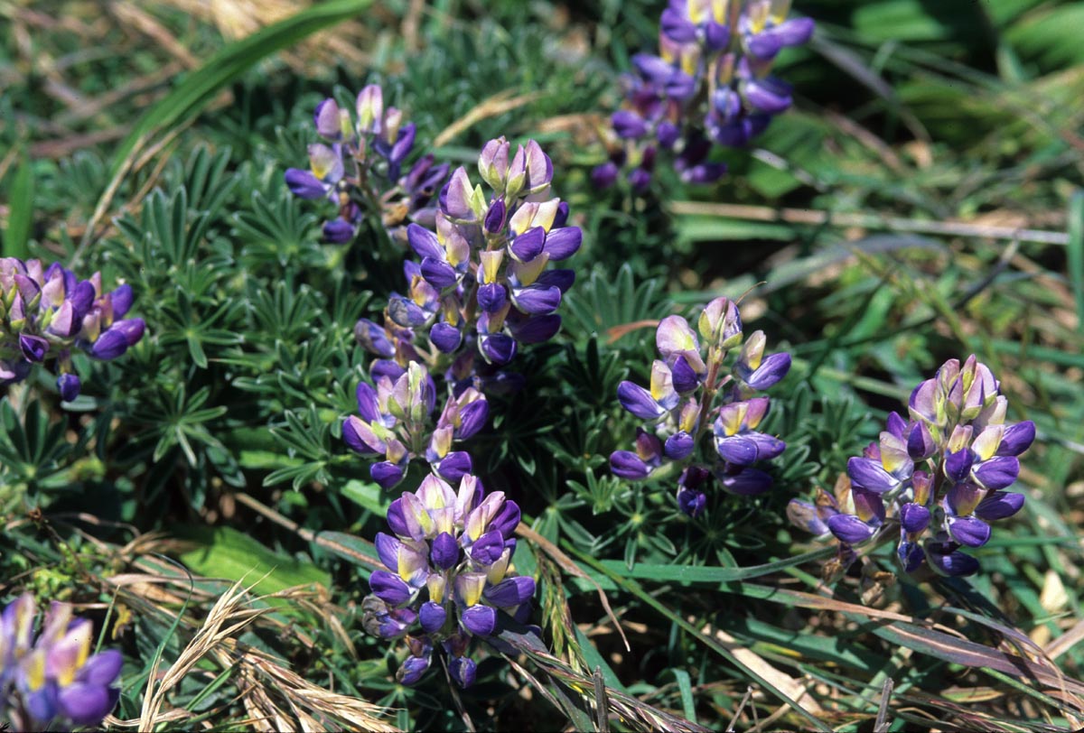 Fabaceae Lupinus tidestromii