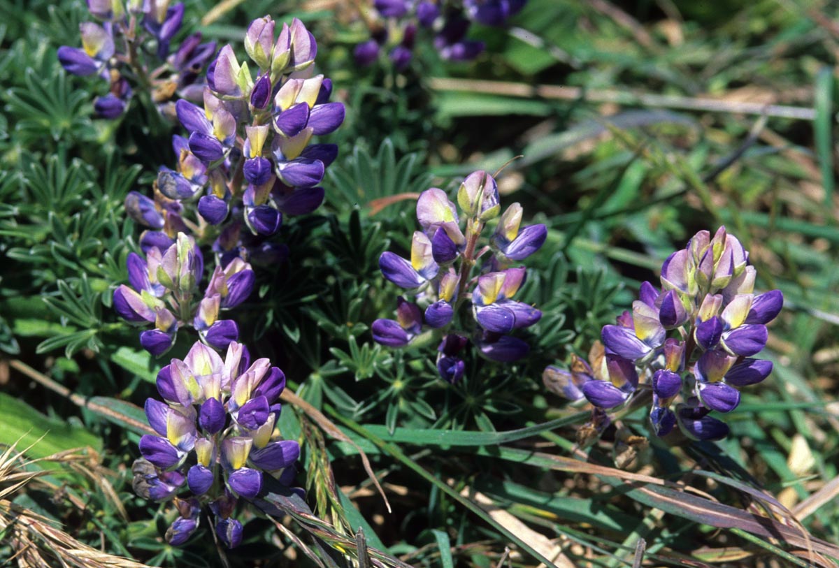 Fabaceae Lupinus tidestromii