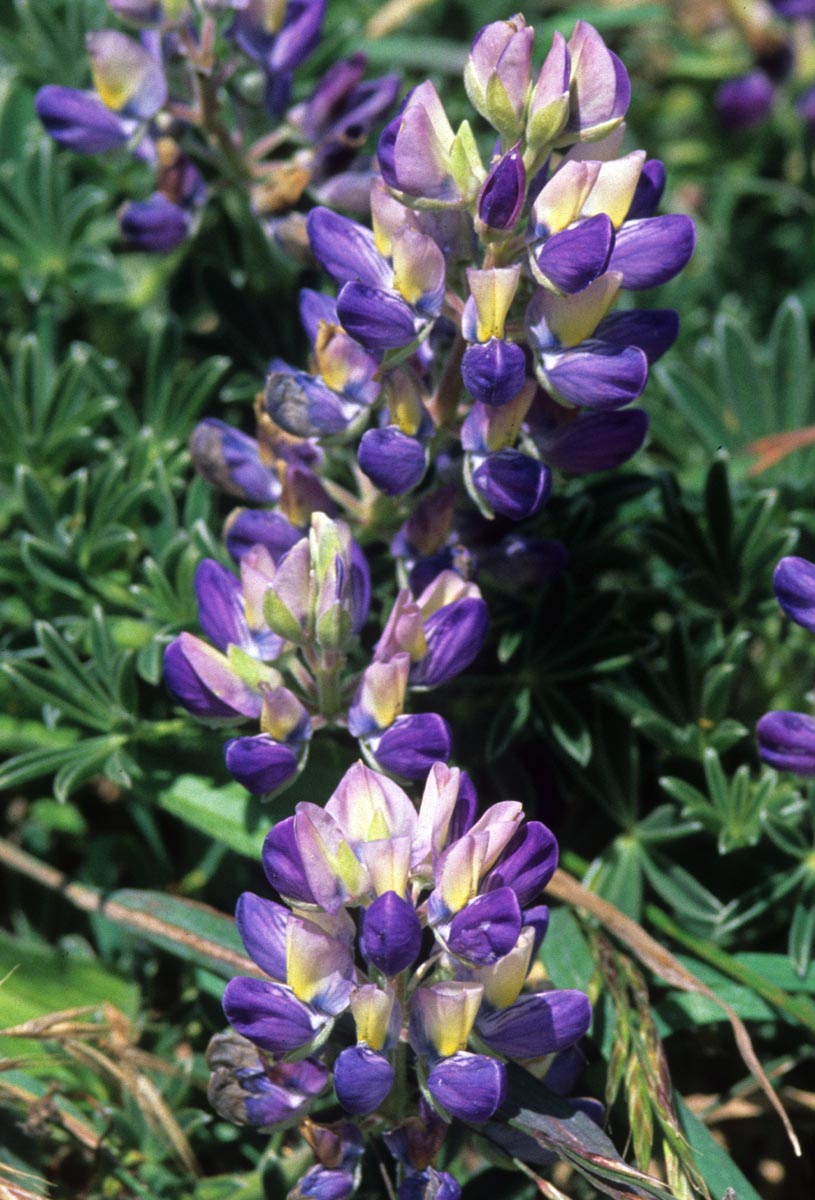 Fabaceae Lupinus tidestromii