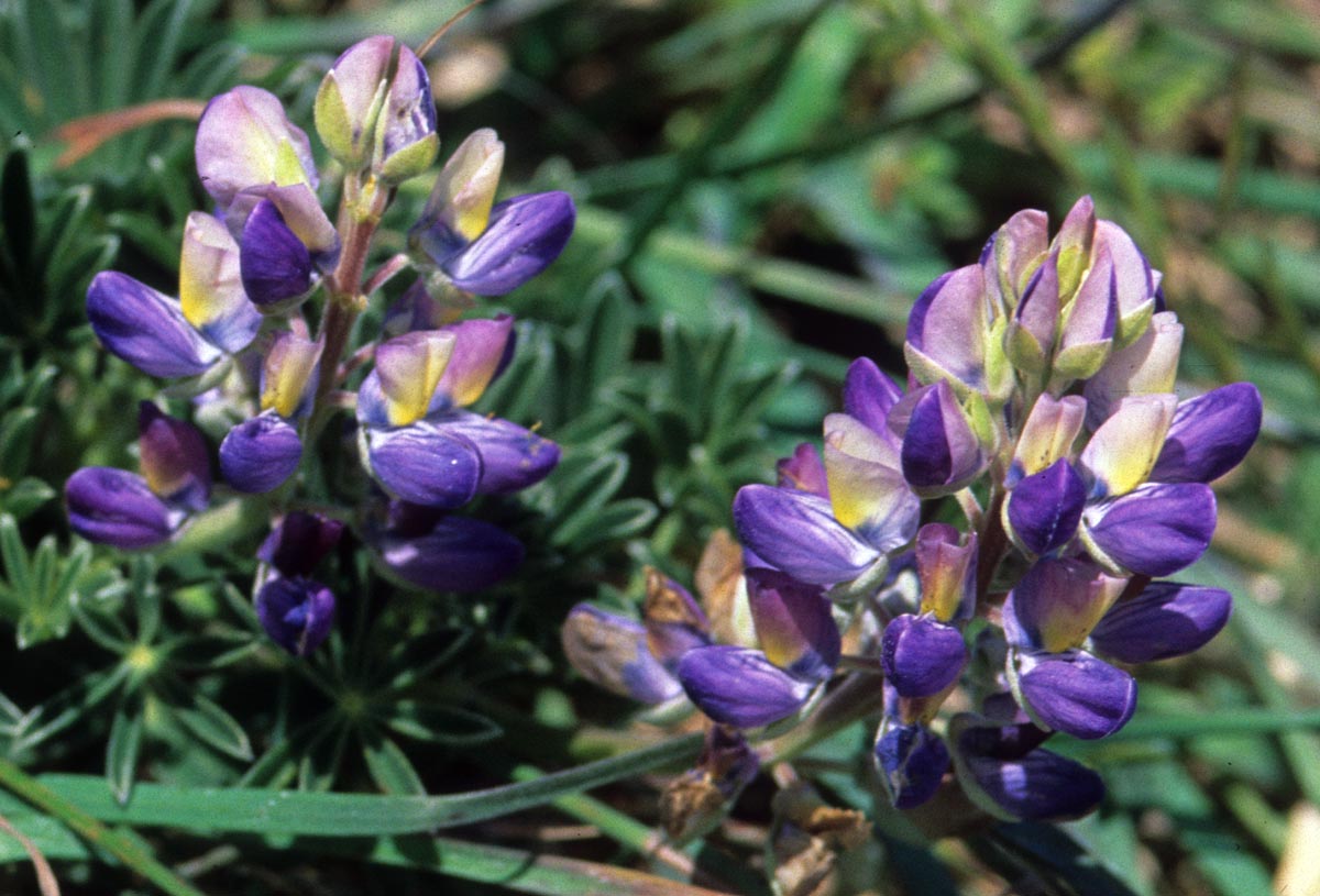 Fabaceae Lupinus tidestromii