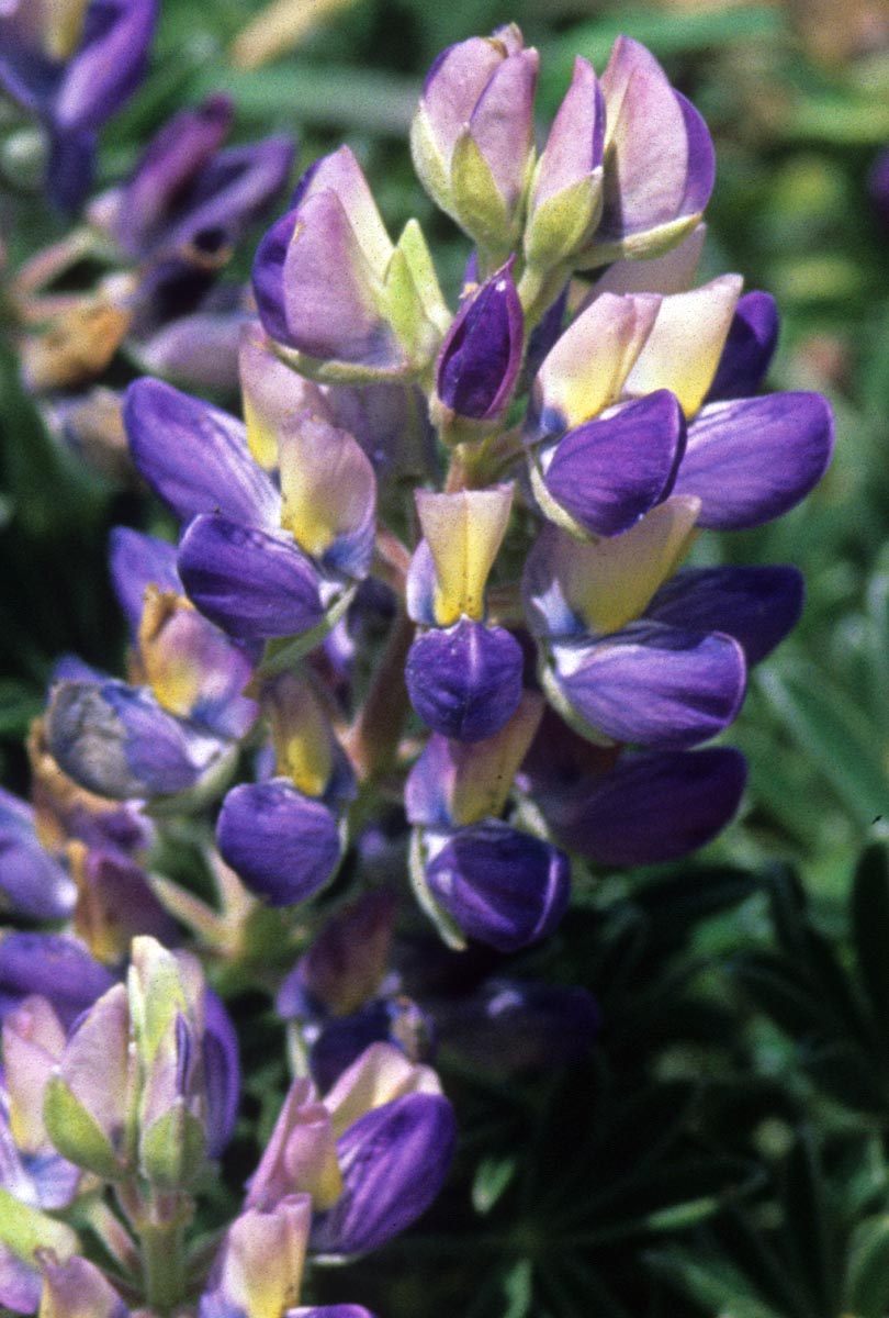 Fabaceae Lupinus tidestromii