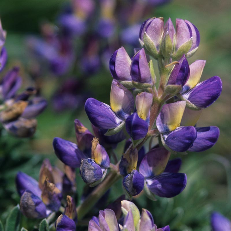 Fabaceae Lupinus tidestromii