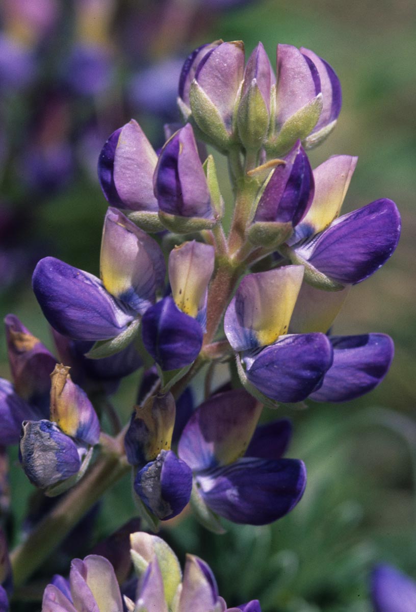 Fabaceae Lupinus tidestromii