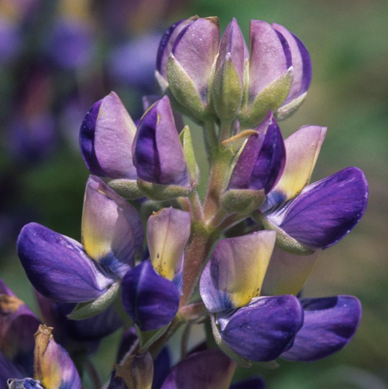 Fabaceae Lupinus tidestromii