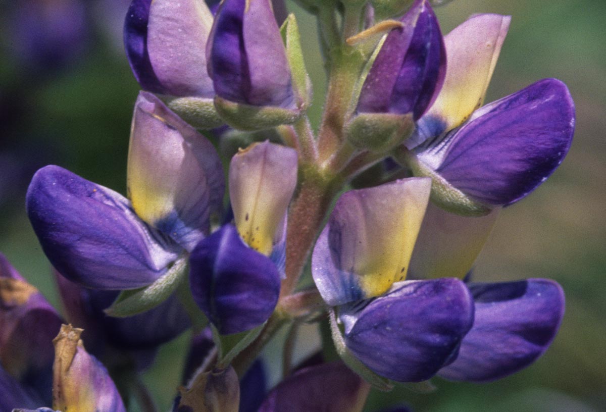 Fabaceae Lupinus tidestromii