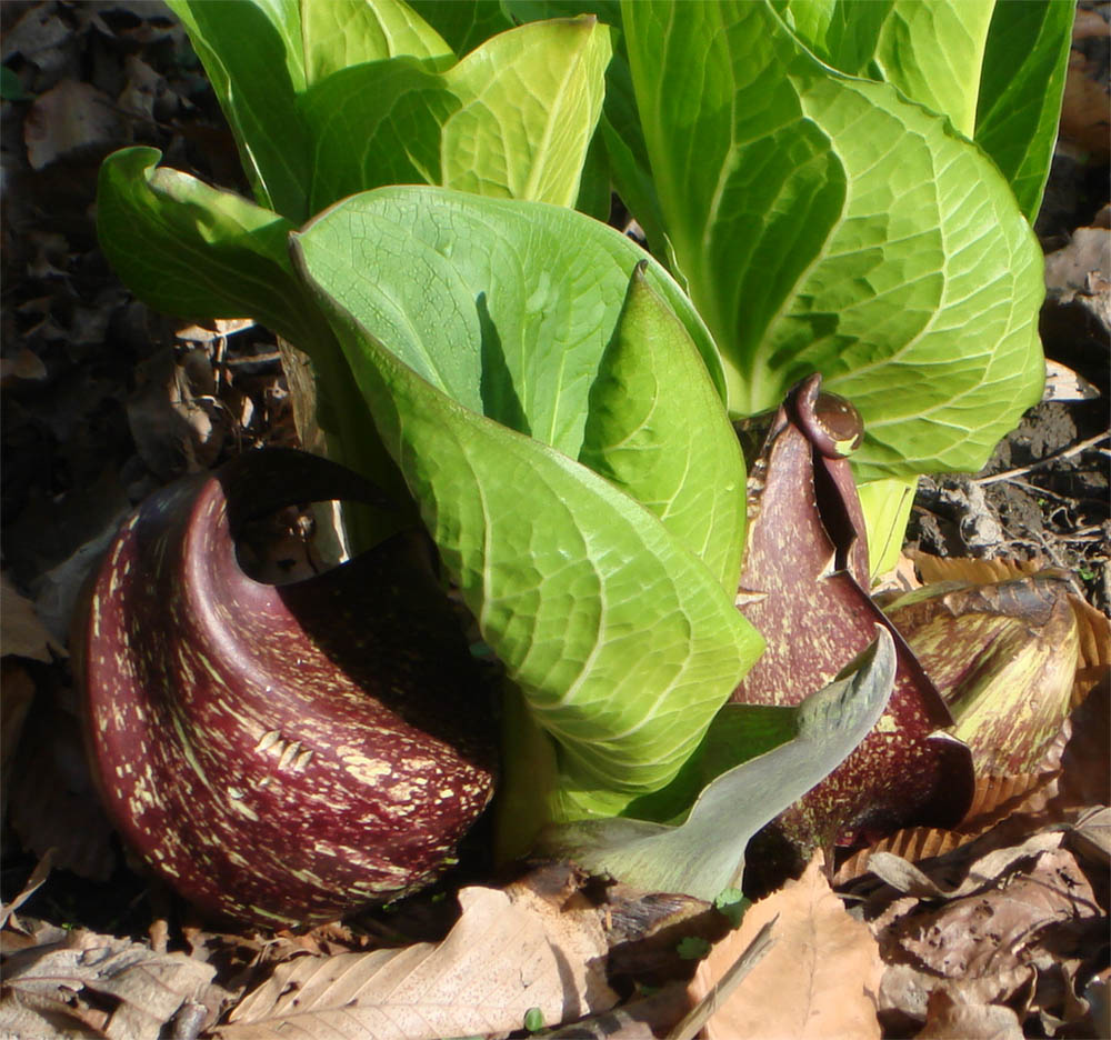 Araceae Symplocarpus foetidus