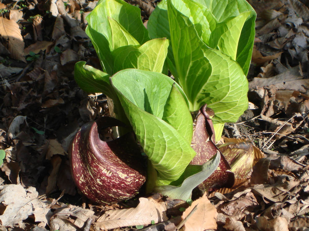 Araceae Symplocarpus foetidus