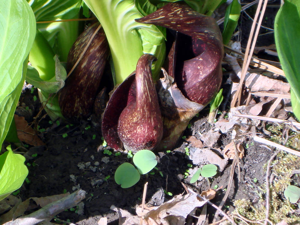 Araceae Symplocarpus foetidus