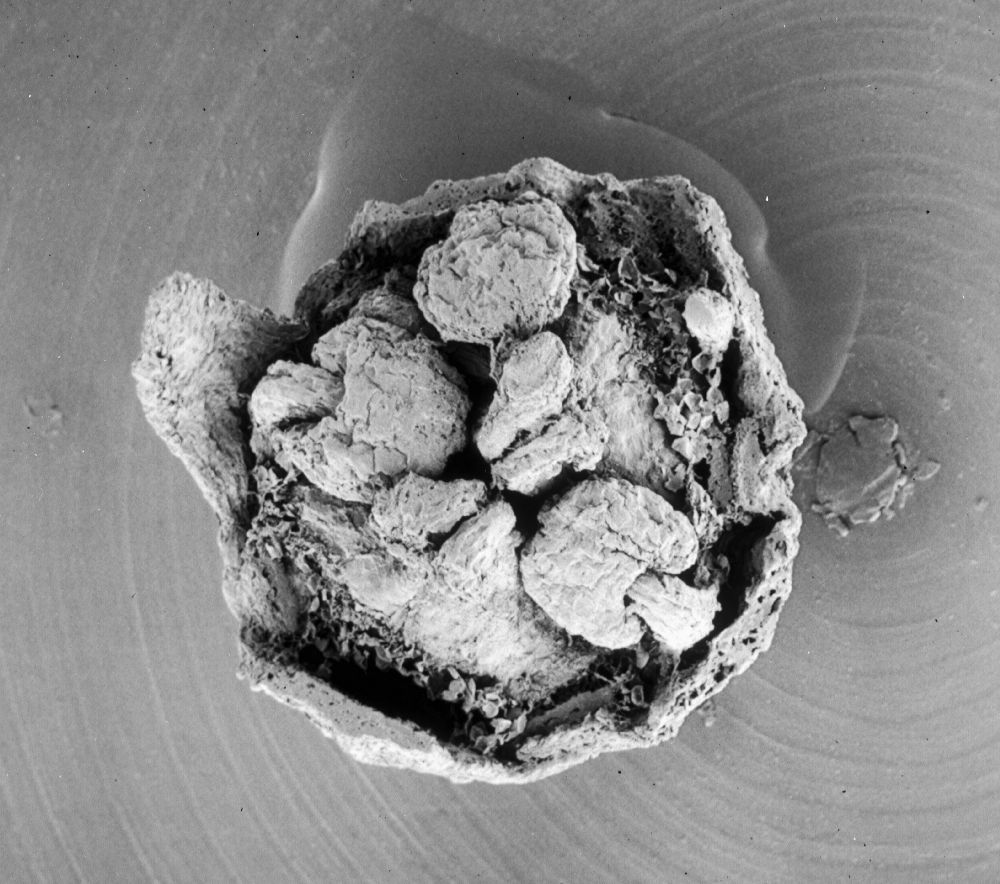 Hydrangeaceae Tylerianthus crossmanensis