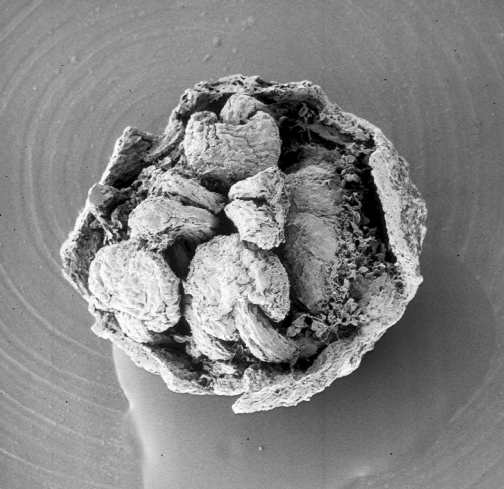 Hydrangeaceae Tylerianthus crossmanensis