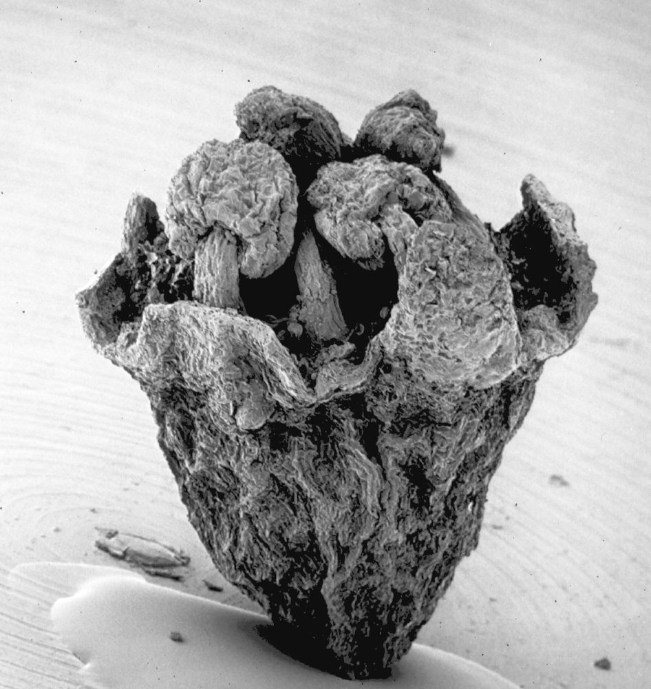 Hydrangeaceae Tylerianthus crossmanensis