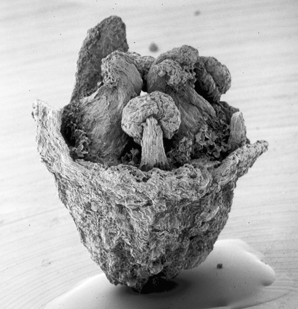 Hydrangeaceae Tylerianthus crossmanensis