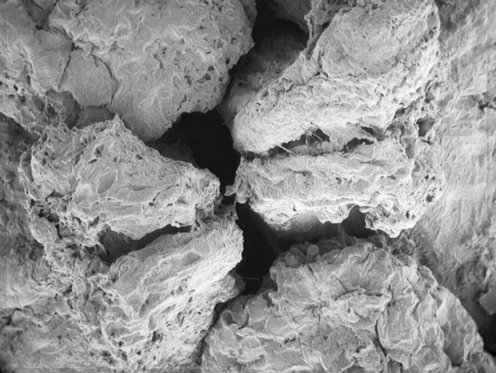 Hydrangeaceae Tylerianthus crossmanensis