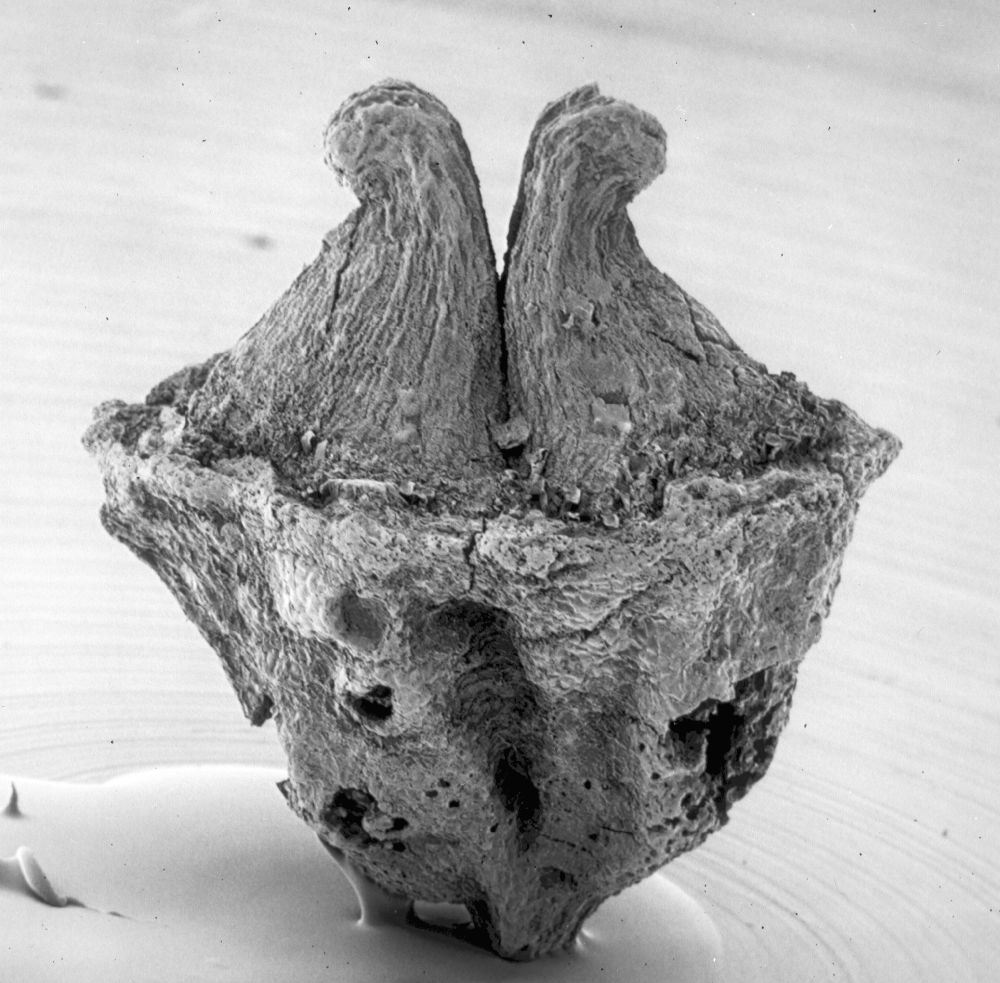 Hydrangeaceae Tylerianthus crossmanensis