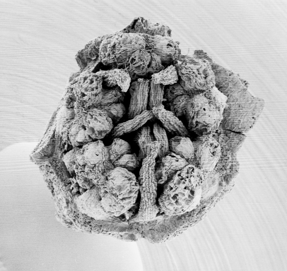 Hydrangeaceae Tylerianthus crossmanensis