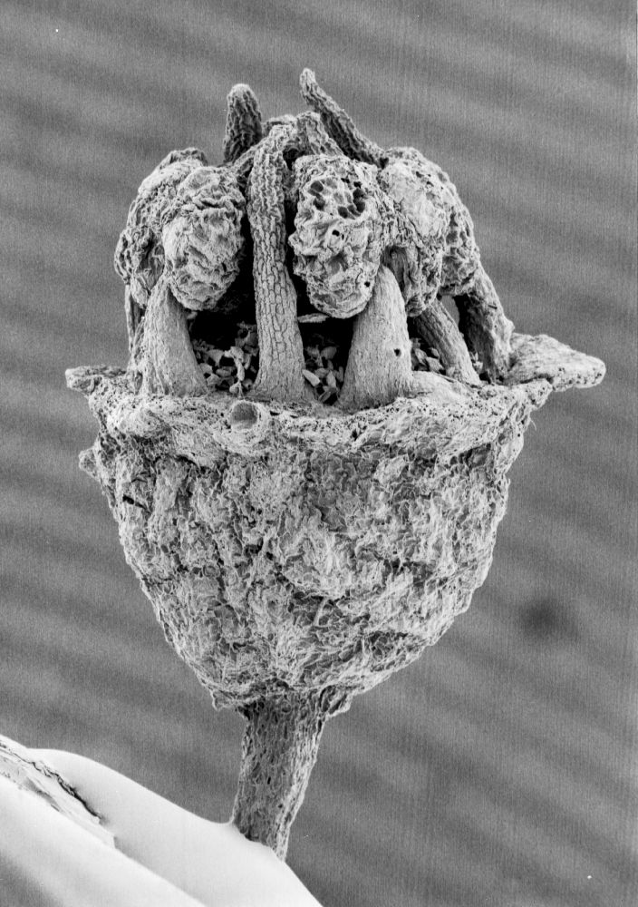 Hydrangeaceae Tylerianthus crossmanensis