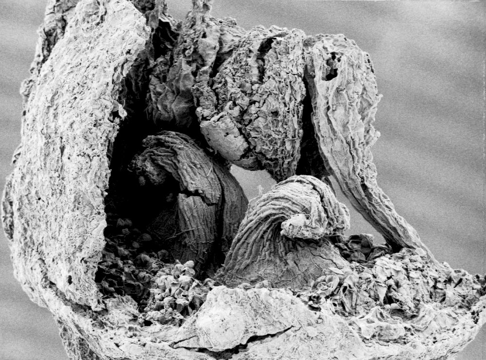 Hydrangeaceae Tylerianthus crossmanensis