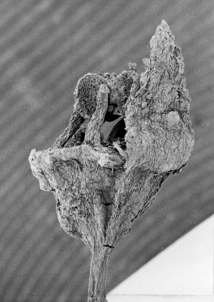 Hydrangeaceae Tylerianthus crossmanensis