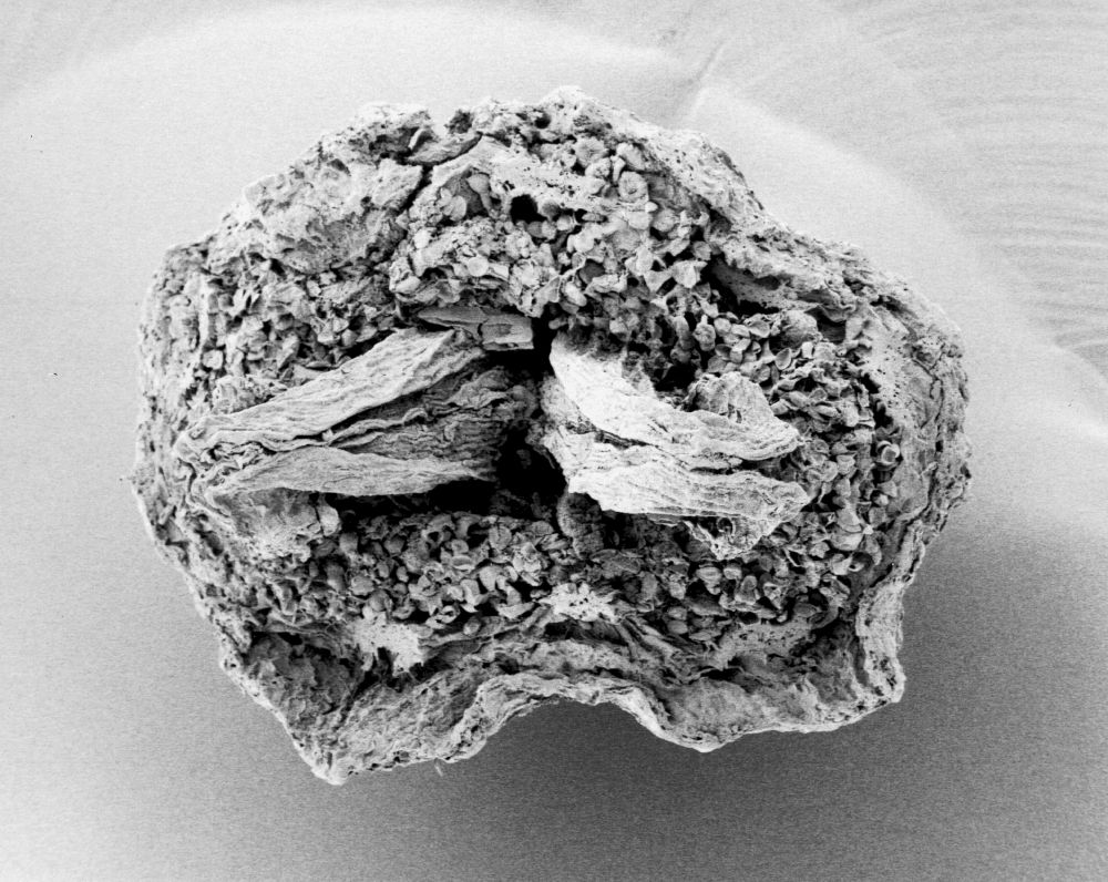 Hydrangeaceae Tylerianthus crossmanensis