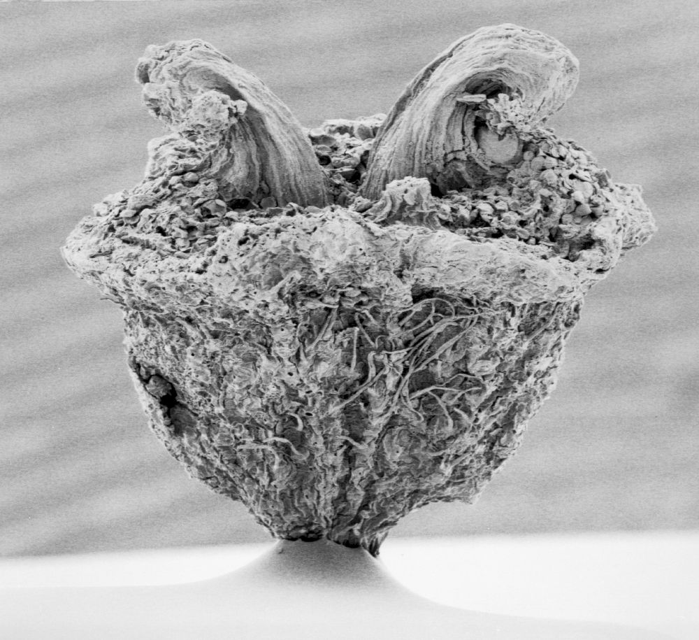 Hydrangeaceae Tylerianthus crossmanensis