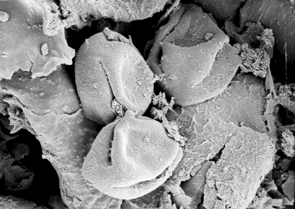 Hydrangeaceae Tylerianthus crossmanensis