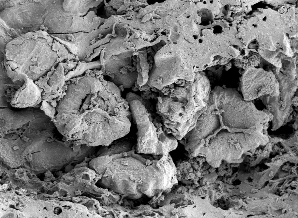 Hydrangeaceae Tylerianthus crossmanensis