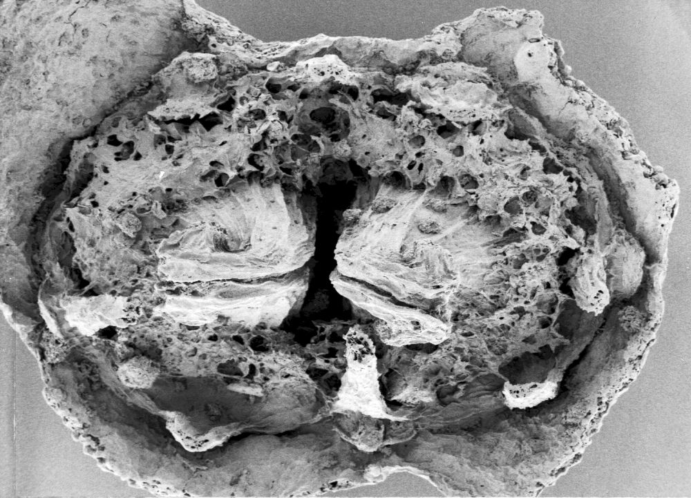 Hydrangeaceae Tylerianthus crossmanensis