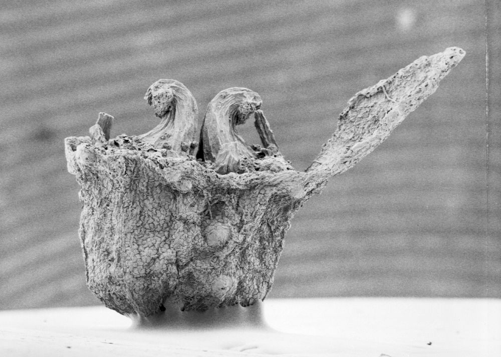 Hydrangeaceae Tylerianthus crossmanensis