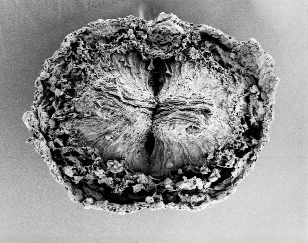 Hydrangeaceae Tylerianthus crossmanensis