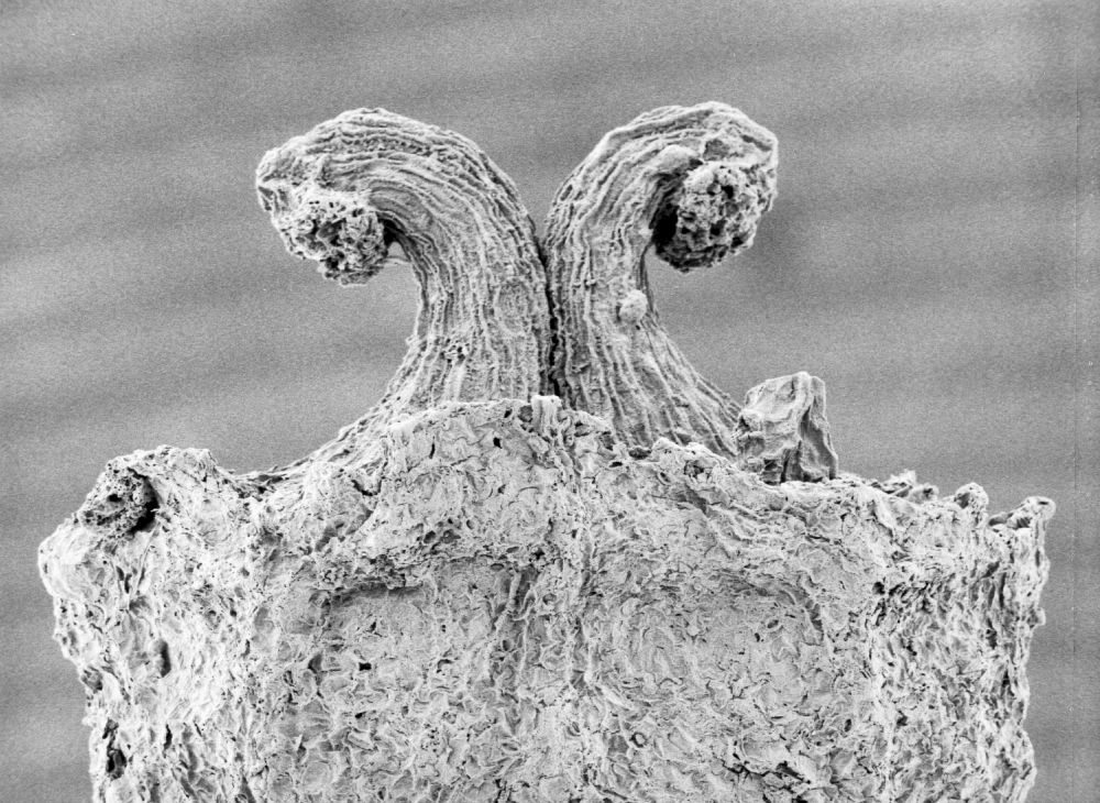 Hydrangeaceae Tylerianthus crossmanensis