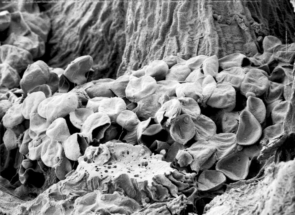 Hydrangeaceae Tylerianthus crossmanensis