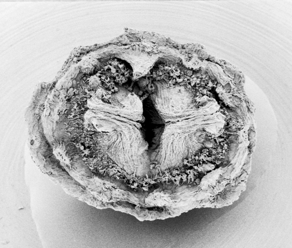 Hydrangeaceae Tylerianthus crossmanensis