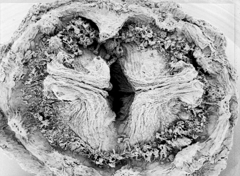 Hydrangeaceae Tylerianthus crossmanensis