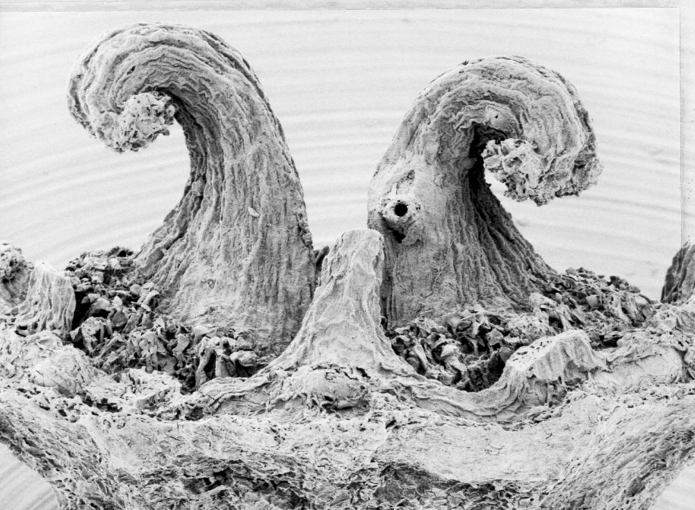 Hydrangeaceae Tylerianthus crossmanensis