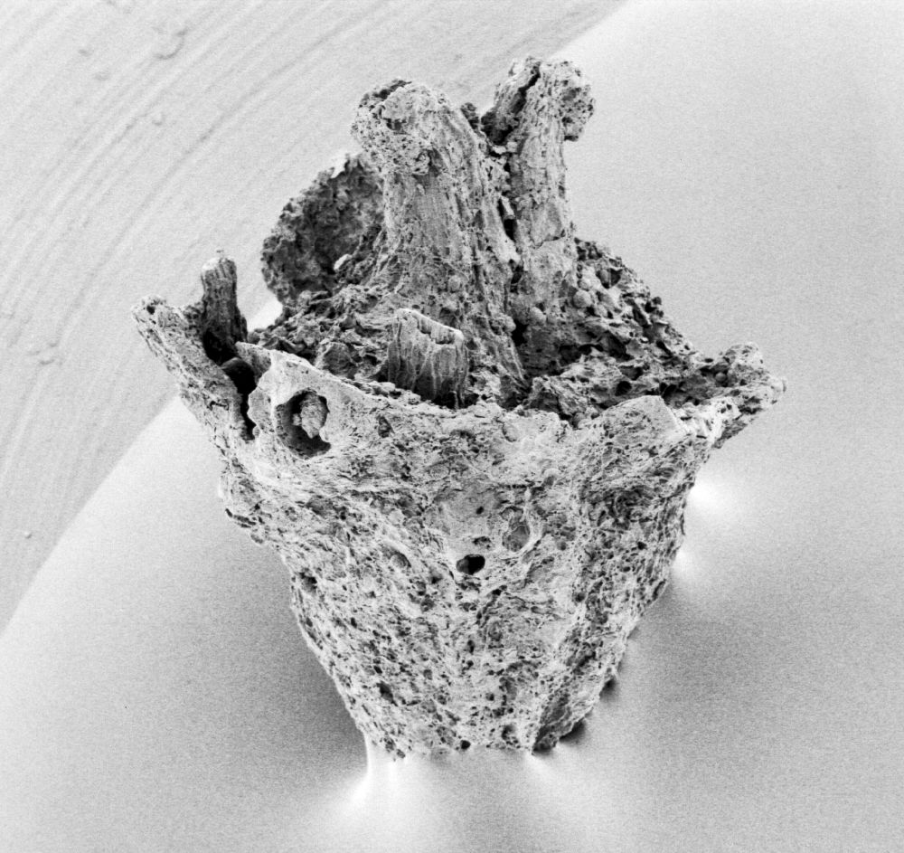 Hydrangeaceae Tylerianthus crossmanensis