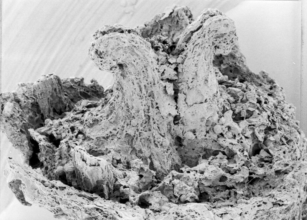 Hydrangeaceae Tylerianthus crossmanensis