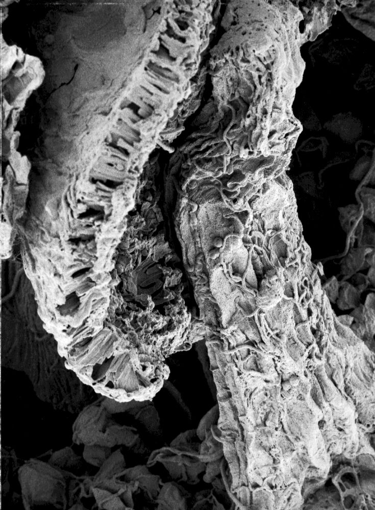 Hydrangeaceae Tylerianthus crossmanensis